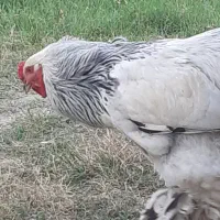 مرغ خروس برهما