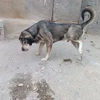 سگ پژدر|سگ|مشهد, ویلاشهر|دیوار