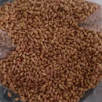 گندم بذری پیشگام سم زده