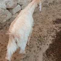 یه دونه کهره نر قیمت ۵۷۰۰|حیوانات مزرعه|داراب, |دیوار