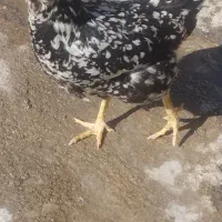 مرغ گلین و جوجه محلی اصل|حیوانات مزرعه|ایذه, |دیوار