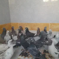 پرنده کبوتر|پرنده|سراوان, |دیوار