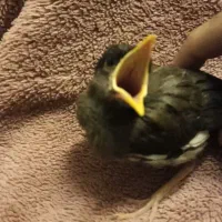 مرغ مینا سخنگو|پرنده|قم, لبچال|دیوار