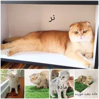 گربه اسکاتیش و بیریتیش باردار  و مولد نر و ماده
