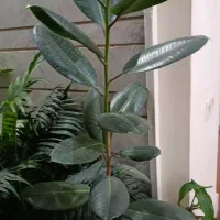 گلهای خانگی|گل و گیاه طبیعی|شیراز, شهرک والفجر|دیوار