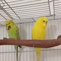 مرغ انگلیسی نرماده گلشهر