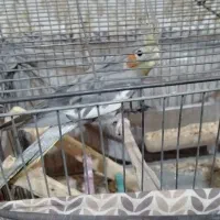 پرنده|پرنده|مشکیندشت, |دیوار