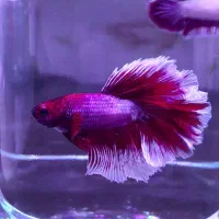 ماهی فایتر مولد|ماهی|مشهد, الهیه|دیوار