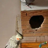 عروس هلندی مولد جفت