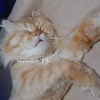 گربه نر یک ساله