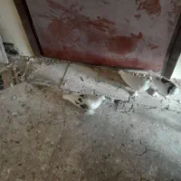 چهار عدد جوجه کبوتر زینتی بسیار زیبا