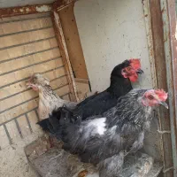 مرغ وخروس