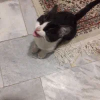 بچه گربه خانگی|گربه|همدان, |دیوار