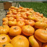 کدو حلوایی