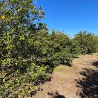 فروش زمین ۵۰۰ متری در /شمال|فروش زمین و ملک کلنگی|تهران, جنت‌آباد جنوبی|دیوار