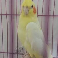 عروس هلندی مولد