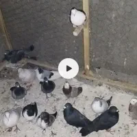 ۲۰عدد پرنده با مژده همه کفترای خوبن