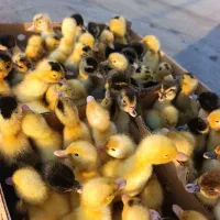 بوقلمون یکروزه|حیوانات مزرعه|کرمانشاه, |دیوار