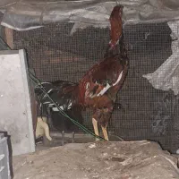 خروس جوان لاری