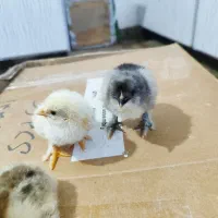 جوجه دیلگونی اصل همه پاپر ودرشت|حیوانات مزرعه|دهدشت, |دیوار