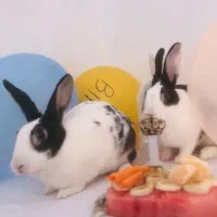 واگذاری خرگوش