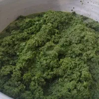 جشن عروسی خاننده میخام