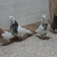 کبوتر۴تا نر. وماده   رنگی.|پرنده|اهواز, کوی مندلی(سه راه خرمشهر)|دیوار