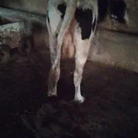 گاو|حیوانات مزرعه|قوچان, |دیوار