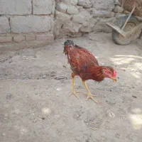 جوجه‌و‌خروس