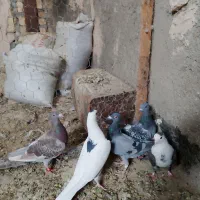 کبوتر پرشی