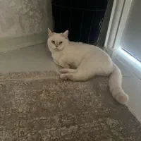 گربه بریتیش اسکاتیش نر