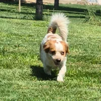 سگ اشپیتز پامر.و باکس سگ|سگ|اصفهان, ملکشهر|دیوار