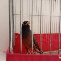 مرغ مینای کاملن رام|پرنده|سرپل ذهاب, |دیوار