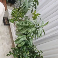 گل طبیعی|گل و گیاه طبیعی|شهریار, شهرک شاهد|دیوار