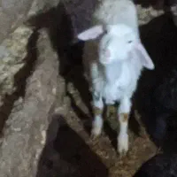 هدیه 500هزار تومانی بیت پین