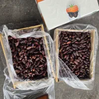 ربی سیستان بلوچستان سورت شده