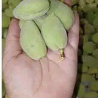 بادوم درشت و خوشمزه