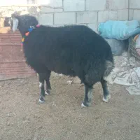 ۲ راس بره قوچ  قره قیر و بروجردی|حیوانات مزرعه|گنبد کاووس, |دیوار