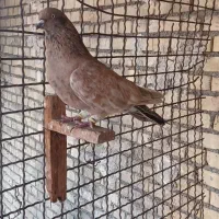 کبوتر سینه و تاپ شرط دوری