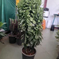 گل ایفوربیا سبز