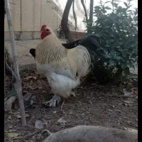 ۴عدد خروس برهما