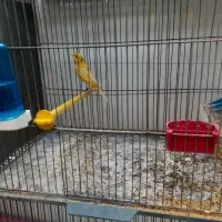 قناری نر|پرنده|شاهین‌شهر, گزبرخوار|دیوار