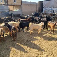 ۴۶راس گیسه بز کهره پازن|حیوانات مزرعه|مرودشت, تخت جمشید|دیوار