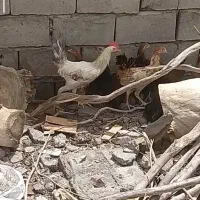 سلام وقتتون بخیر باشه