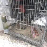 مرغ‌مینا‌سخنگو‌۲عروس‌یک‌ساله‌سره‌۳عدد‌بخون|پرنده|شاهدشهر, |دیوار