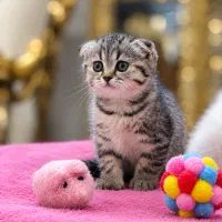 بربتیش و لانگ هیر اسکاتیش