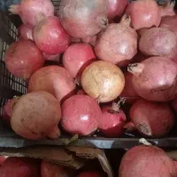 فروش انار|خوردنی و آشامیدنی|شیراز, لاله|دیوار