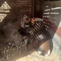 کره بزغاله نر وماده|حیوانات مزرعه|میبد, |دیوار