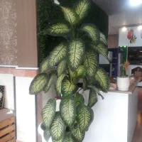 گل وگیاه|گل و گیاه طبیعی|تالش, هشتپر|دیوار