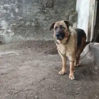 سگ ژرمن شپر ۴ساله